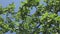 Green immature apples on an apple tree view from below against the background of a blue sky