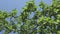 Green immature apples on an apple tree view from below against the background of a blue sky