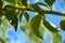 A green immature apricot grows on a tree branch against a blue s