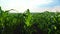 Green immature corn. Fresh green corn plants on the field in summer