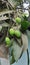 Green Immature Mangoes hanging on the Mango Tree