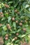 Green immature pears and apples. Natural background