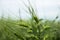 Green immature wheat. A field of wheat. Many grain plants