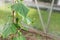 Green immaturity cucumber on a cucumber bush in a greenhouse