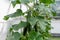 Green immaturity cucumber on a cucumber bush in a greenhouse