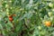 Green immaturity tomatoes on tomato bush in a green house