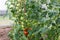 Green immaturity tomatoes on tomato bush in a green house