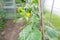 Green immaturity zucchini on a zucchini bush in a greenhouse