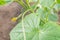 Green immaturity zucchini on a zucchini bush in a greenhouse