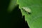 Green Immigrant Leaf Weevil - Polydrusus formosus