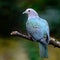 Green Imperial Pigeon