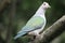 Green Imperial Pigeon