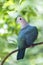 Green imperial pigeon