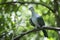 Green imperial pigeon