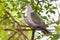 The Green Imperial Pigeon catch on the tree