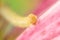Green Inch Worm on a Purple Flower Petal with Cute Little Eyes