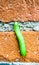 Green inchworm climbing up house wall