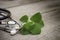 Green indian borage leaves  oreille, oregona, Lour  with medical stethoscope