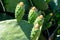 green indian figs in the process of development in the form of bunches clinging to their broad leaves.