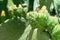 green indian figs in the process of development in the form of bunches clinging to their broad leaves.