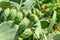 green indian figs in the process of development in the form of bunches clinging to their broad leaves.