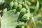 green indian figs in the process of development in the form of bunches clinging to their broad leaves.