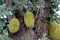 Green indian fresh Jack fruits hanging on jack tree