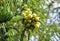 Green Indian gooseberry or phyllanthus emblica