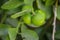 Green indian lemon hanging from the tree, Oman