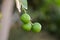 Green indian lemon hanging from the tree, Oman