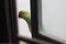 Green Indian Parrot outside the kitchen window