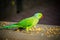 Green Indian Ringneck Parakeet, Colorful Parrot eating corn slice, Phuket Bird Park
