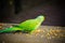 Green Indian Ringneck Parakeet, Colorful Parrot eating corn slice, Phuket Bird Park