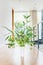 Green indoor plant arrangement in vase at light floor and window background. Urban living and styling