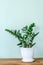 Green indoor plant Zamioculcas zamiifolia in a White flower pot. Juicy, green branches of Zamioculcas zamiifolia in a