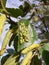 Green insect or beetles with ornament on the birch leave summer