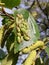 Green insect or beetles with  ornament on the birch leave summer