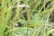 Green insect hiding between green plants on the ground