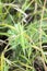 Green insect hiding between green plants on the ground