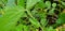 Green insect, jewel beetles or metallic wood-boring beetles on green branch or leaf