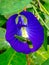 Green Insect on Purple Flower