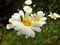 Green insect standing on white and yellow flower. Nature close up stock photo