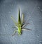 Green insects on gray ground