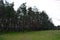 Green, interesting and mysterious pine-deciduous forest with old large, tall trees, pines, fir trees, green grass and trodden sand