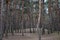 Green, interesting and mysterious pine-deciduous forest with old large, tall trees, pines, fir trees, green grass and trodden sand
