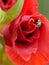 Green Iridescent House Fly on a Bright Red Gladiolus Flower