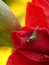 Green Iridescent House Fly sitting on a bright red Gladiolus flower