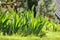 Green iris leaves back lit in the spring sunshine