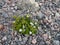 Green island of flowers among the stones high in the mountains