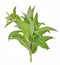 Green isolated bunch of peppermint